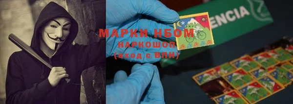 прущие грибы Новозыбков